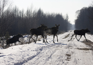 В Житомирской области посчитали количество диких зверей
